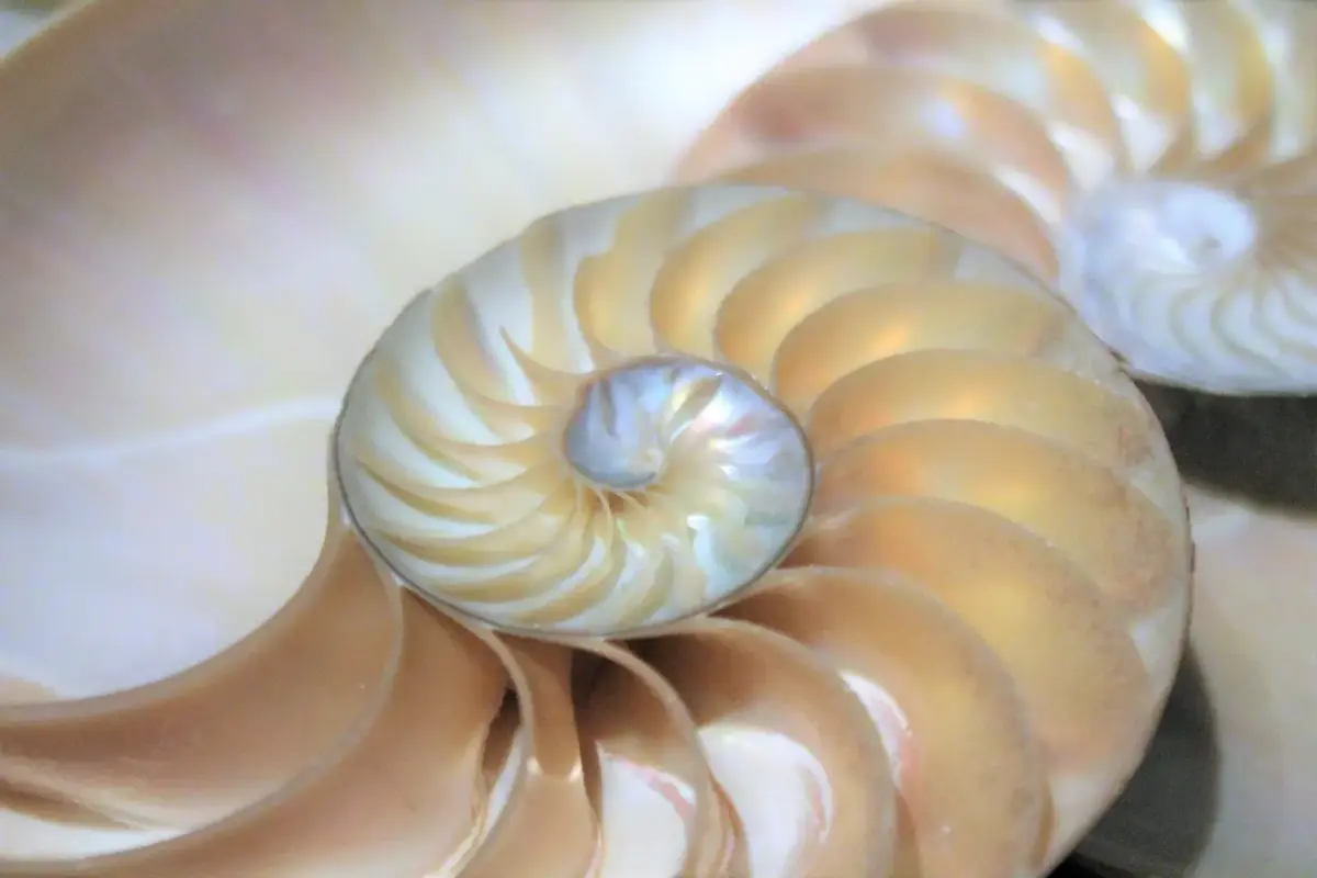 Auch in der Natur findet sich das Fibonacci-Muster