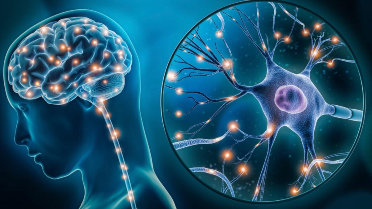 Grafik zeigt das Gehirn und Neuronen, verdeutlicht Neuroplastizität und Identität.
