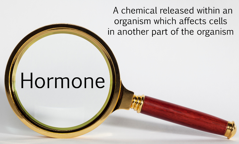 Lupe, die das Wort 'Hormone' vergrößert, symbolisiert Hormonwechsel in den Wechseljahren.