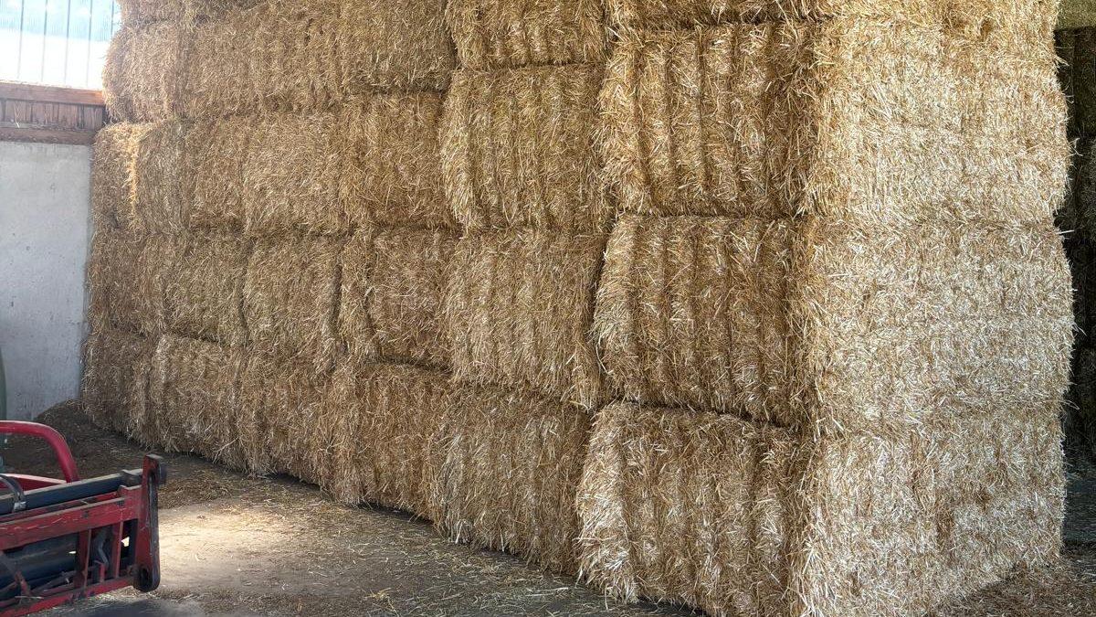 Quaderballen aus Stroh, die von einem Lohnunternehmer für die Strohernte gelagert werden.