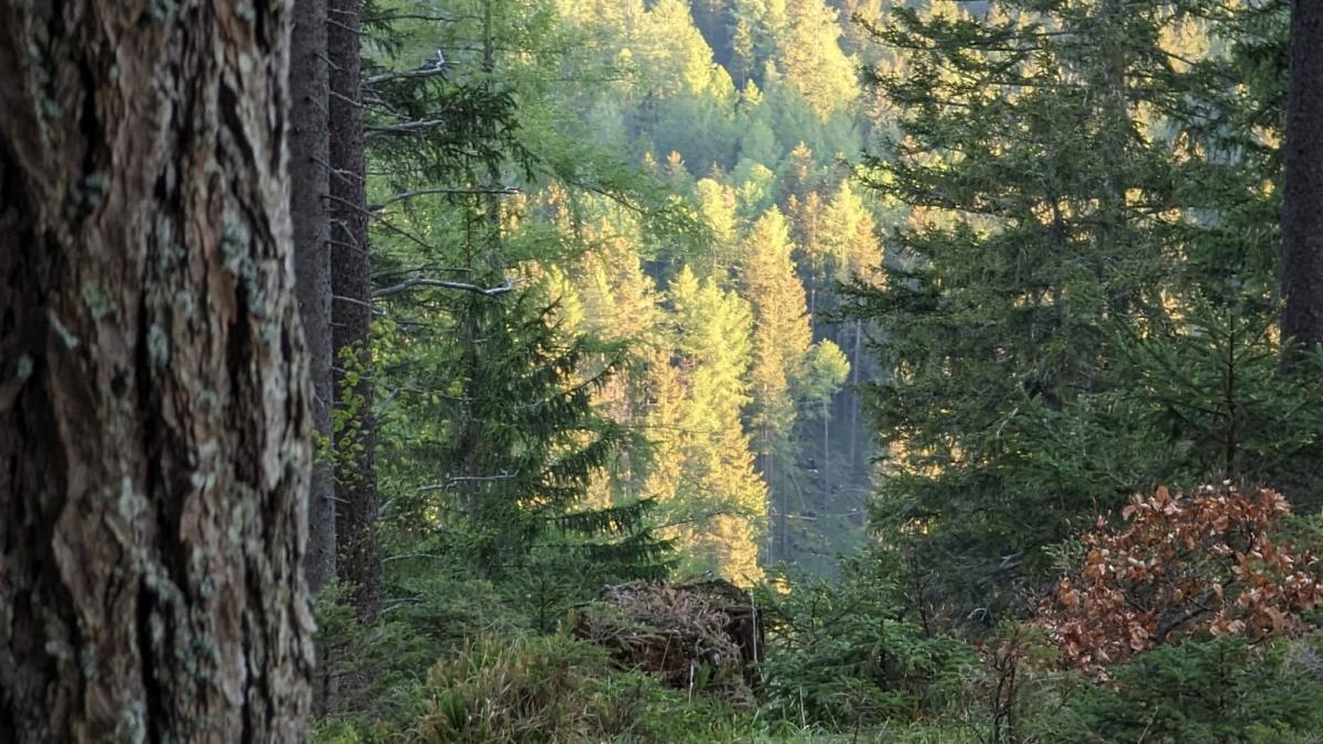 Blick in den Wald mit gesunden Bäumen und Käferholz zur Hackschnitzelproduktion.