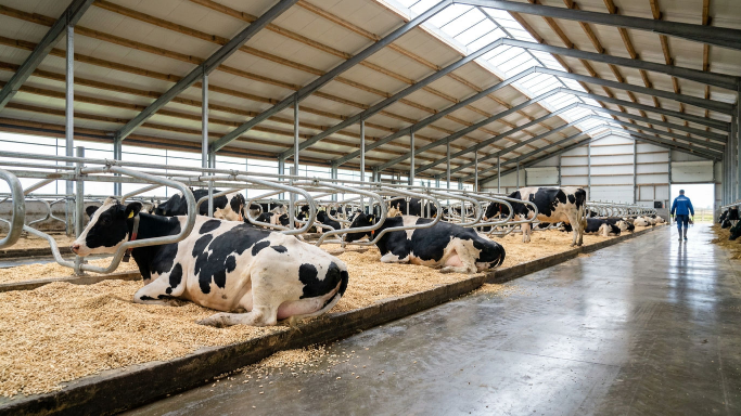 Kühe liegen auf frischer Einstreu in einem modernen Stall, um Mastitis zu verhindern.