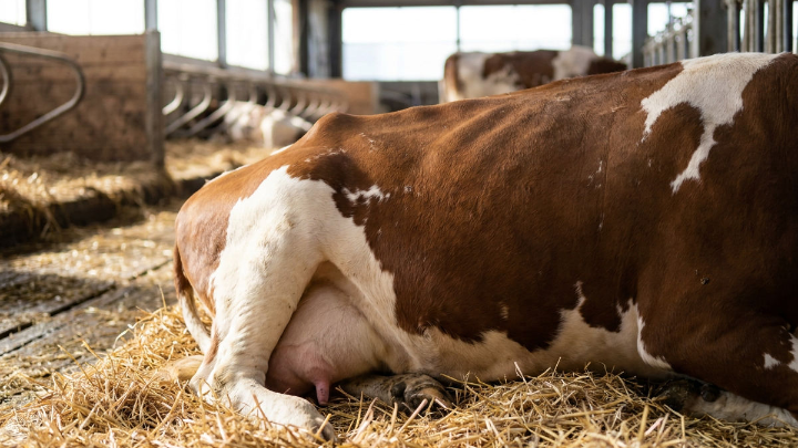 Eine Kuh liegt in der Liegebox, um sie vor Mastitis zu schützen.