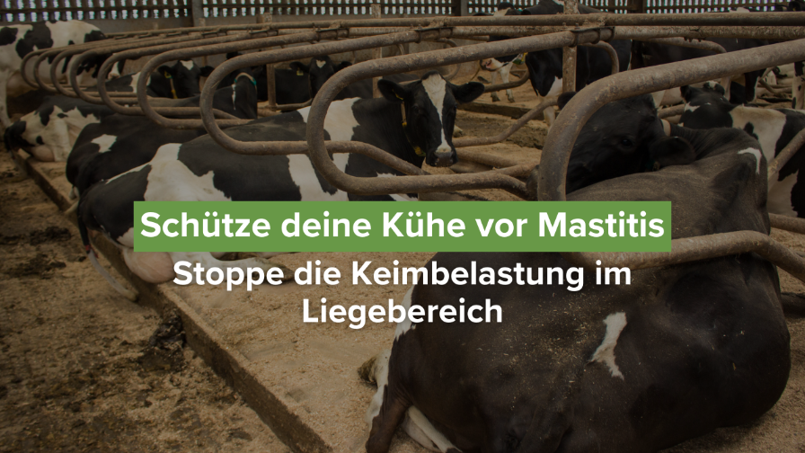 Kühe in einem Stall, die vor Mastitis geschützt werden sollen, um die Keimbelastung im Liegebereich zu reduzieren.