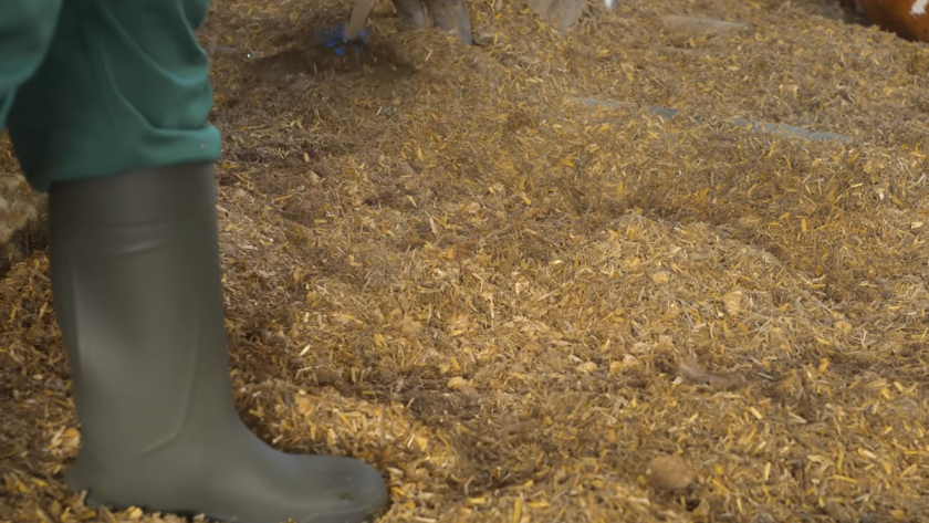 Ein Landwirt in Gummistiefeln steht auf der Einstreu Granulat im Stall.