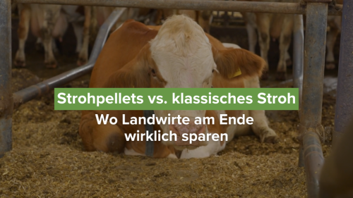 Strohpellets vs. klassisches Stroh: Wo Landwirte am Ende wirklich sparen