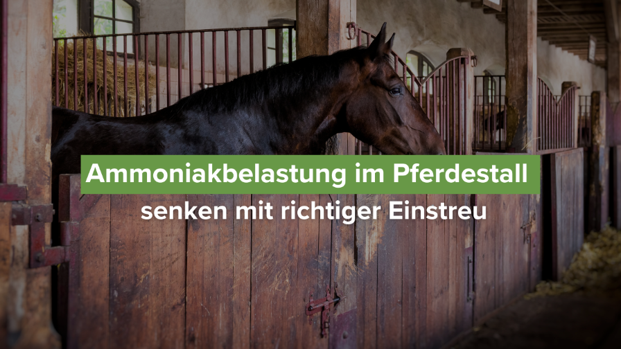 Pferd in Box mit Holzlattenwand, optimierte Einstreu senkt Ammoniakbelastung.