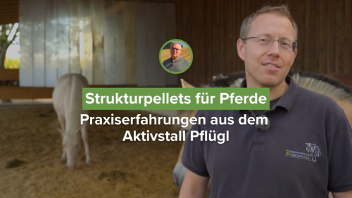 Strukturpellets für Pferde: Praxiserfahrungen aus dem Aktivstall Pflügl