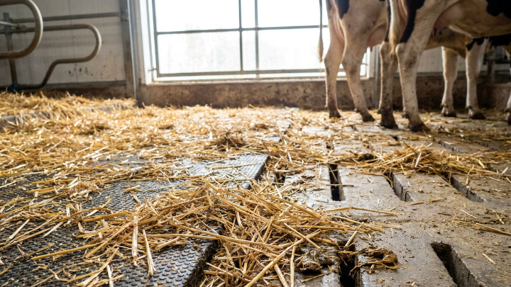 Stroheinlage im Stall mit Kühen, die den Güllekanal beeinflusst.