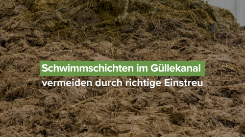 Schwimmschichten im Güllekanal vermeiden durch richtige Einstreu