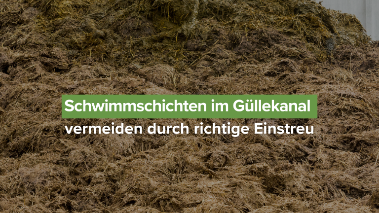Ein Beispiel für die richtige Einstreu zur Vermeidung von Schwimmschichten im Güllekanal.