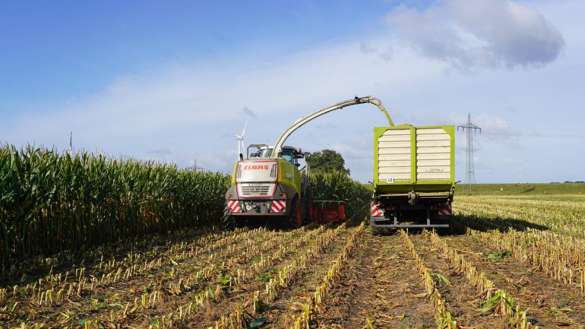 Eine Maissaatmaschine während der Ernte zeigt die Futterknappheit 2026 auf einem Feld.