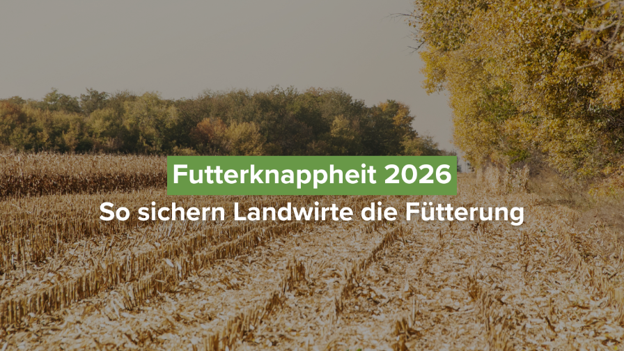 Futterknappheit 2026 und Tipps für Landwirte zur Fütterungssicherung.