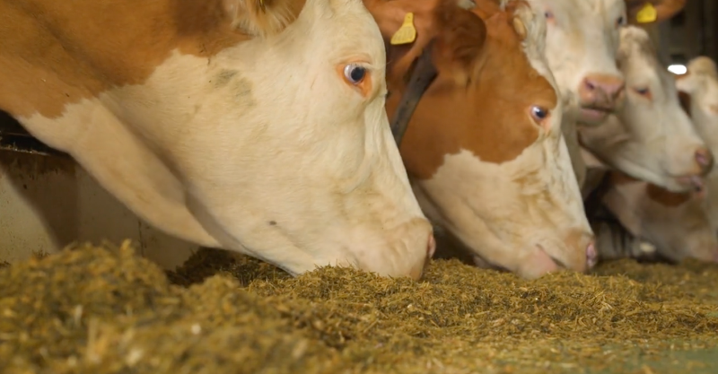 Kühe im Milchviehbetrieb fressen Rohfaser mit Strukturpellets.