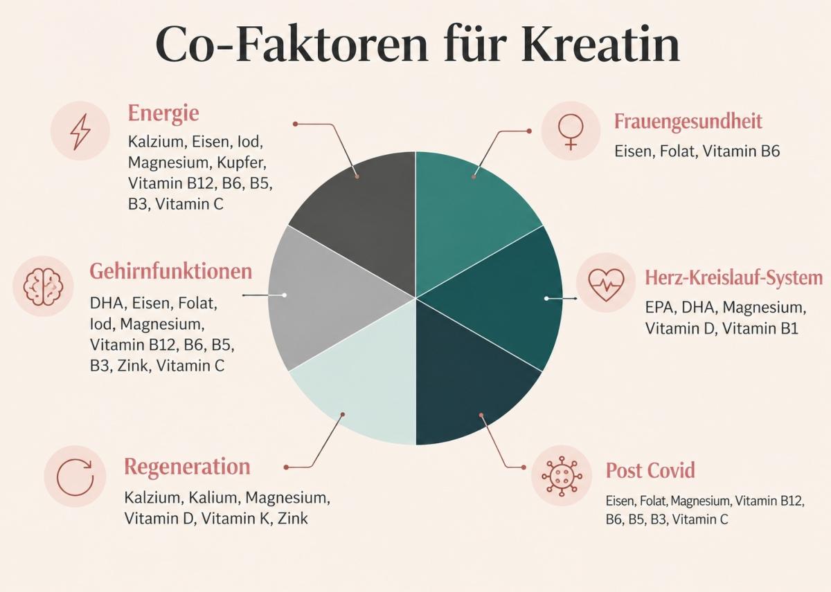 Grafik zu Co-Faktoren für Kreatin: Energie, Gehirnfunktionen und mehr.