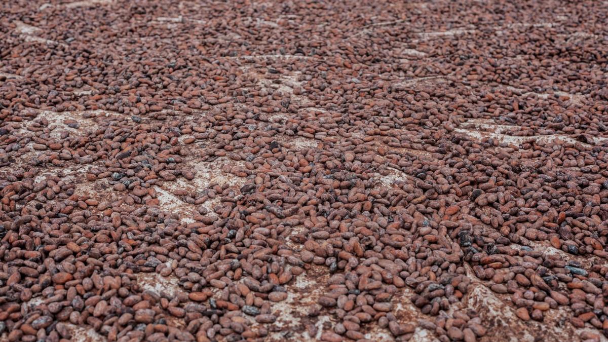 Trockene Kakaobohnen auf dem Boden, perfekt für rohkaffee kaufen.