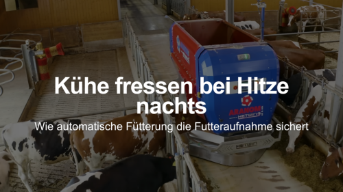 Kühe fressen bei Hitze nachts: Wie automatische Fütterung die Futteraufnahme sichert