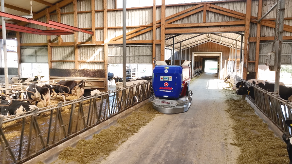 Fütterungsroboter im Einsatz beim Füttern von Rindern im Stall.