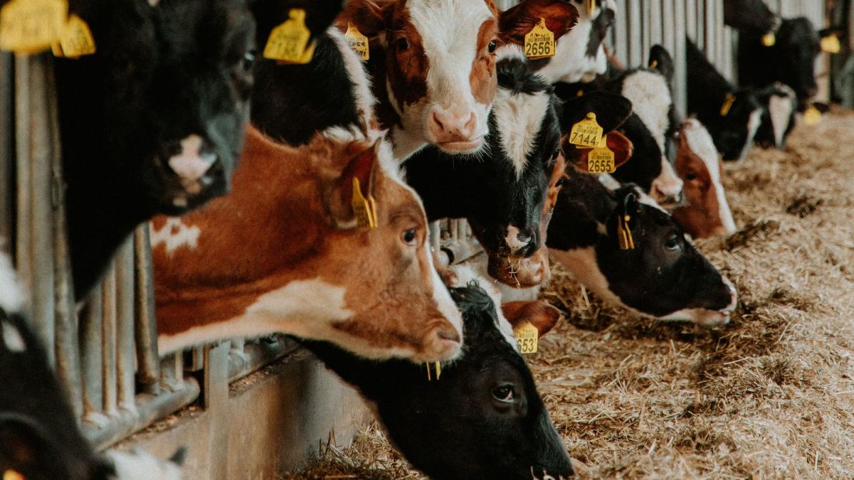Milchkühe im Stall während des Futterns, wichtig für Hitzestress Milchkühe vermeiden.