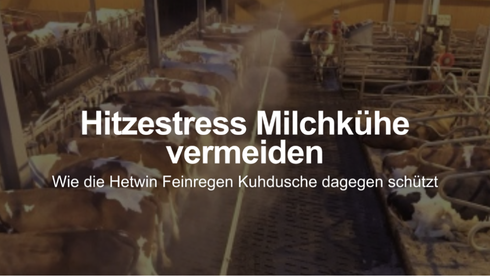 Im Kuhstall zur Hitzestressvermeidung mit der HETWIN Feinregen Kuhdusche.