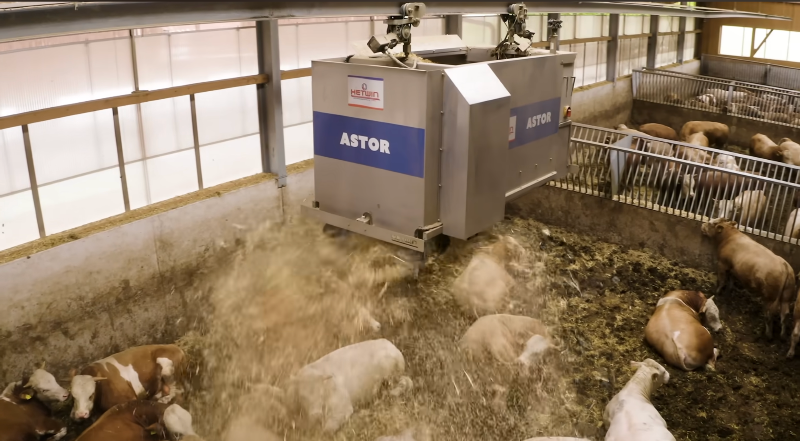 Der Einstreuroboter ASTOR ist bei den Kühen sehr beliebt.