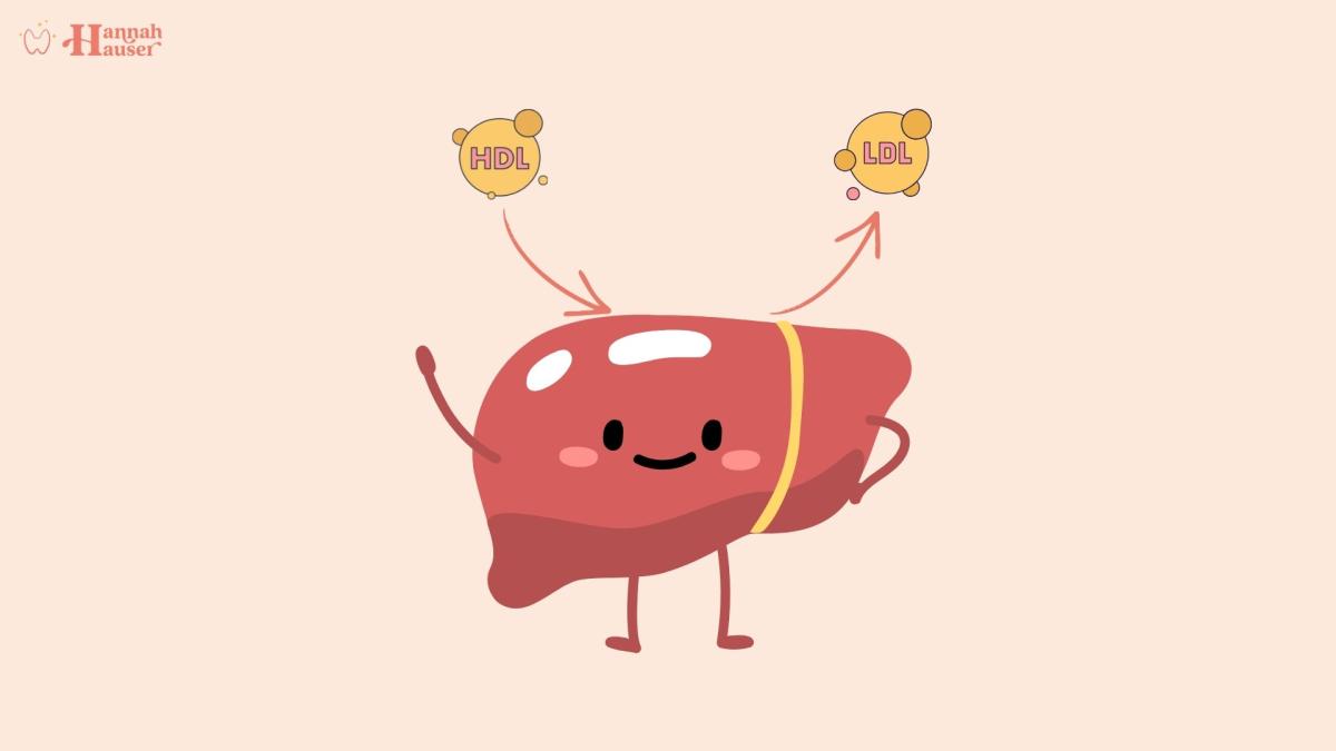 Eine lustige Illustration der Leber, die mit erhöhtem Cholesterin in Verbindung steht.