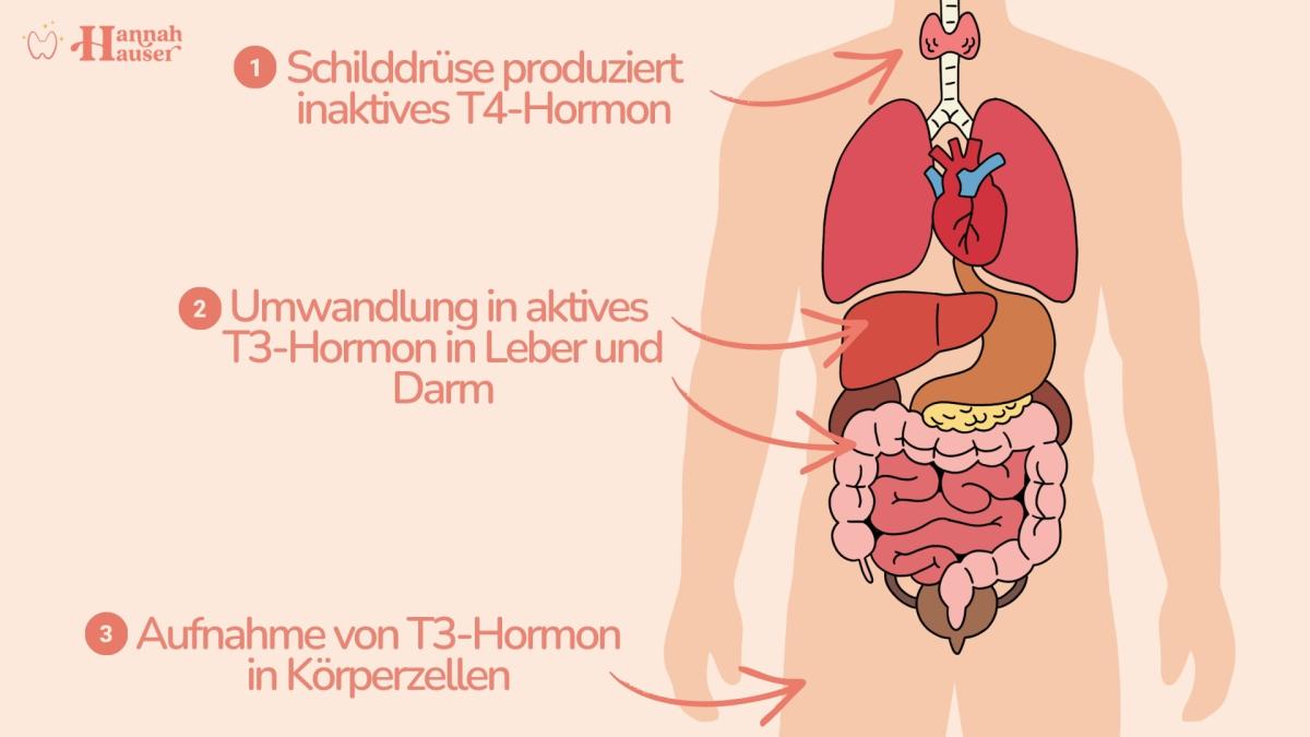 Wenn einer dieser Faktoren gestört ist, können die Medikamente nicht richtig wirken