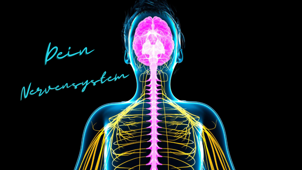 Anatomische Illustration deines Nervensystems, inklusive Gehirn und Rückenmark.