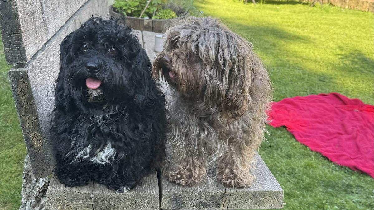 Zwei Bolonka Zwetna sitzen nebeneinander auf einer Steinbank im Garten; einer ist schwarz, der andere grau-braun.