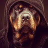 Profilbild von Niels Willborn